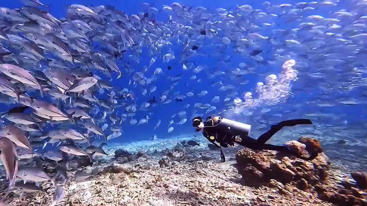 海底鱼儿的世界