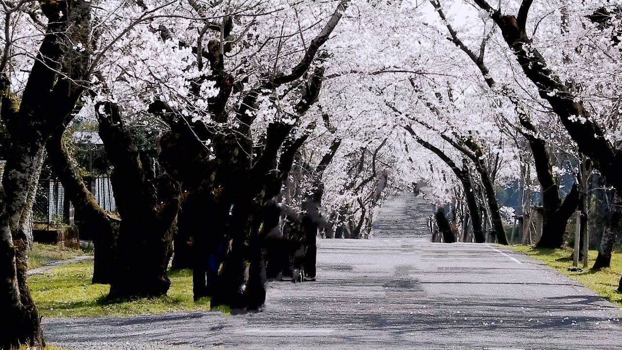 母智丘公园樱花开放
