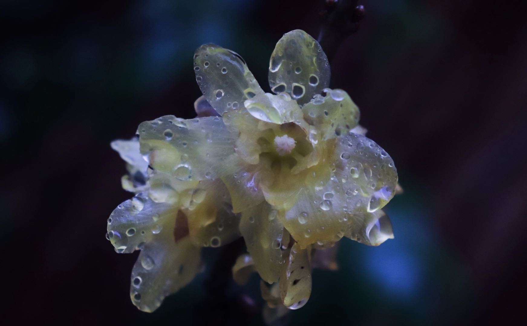 江南雨 朦胧意