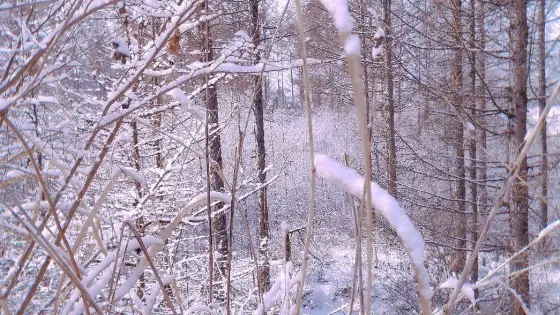 馬蹄背嶺