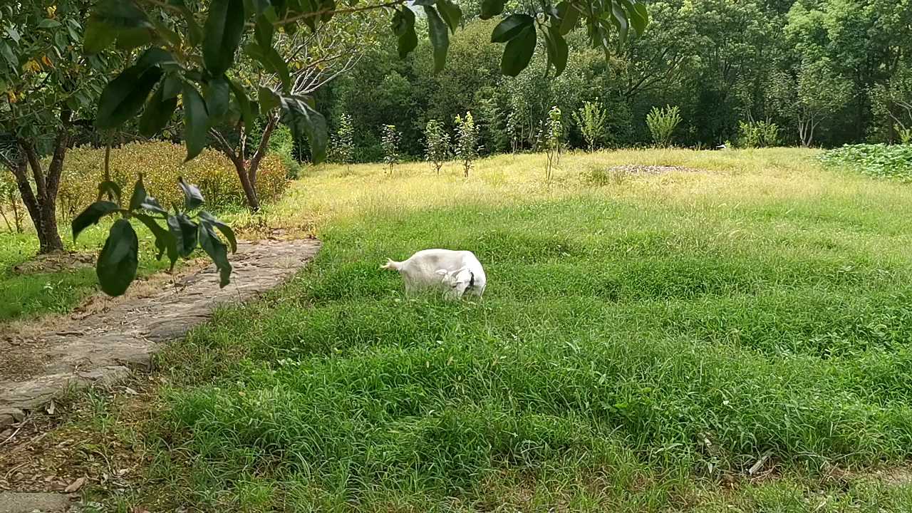 田野里的小羊