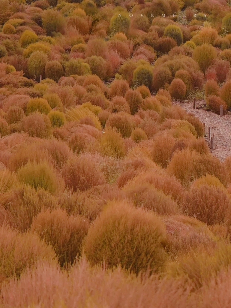 成都公园地肤草海红了温暖了的一整个秋冬天