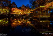 杉并区立大田黑公园景点图片