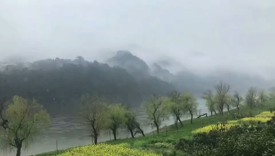 今日春雨新安江，油菜花开了四成。