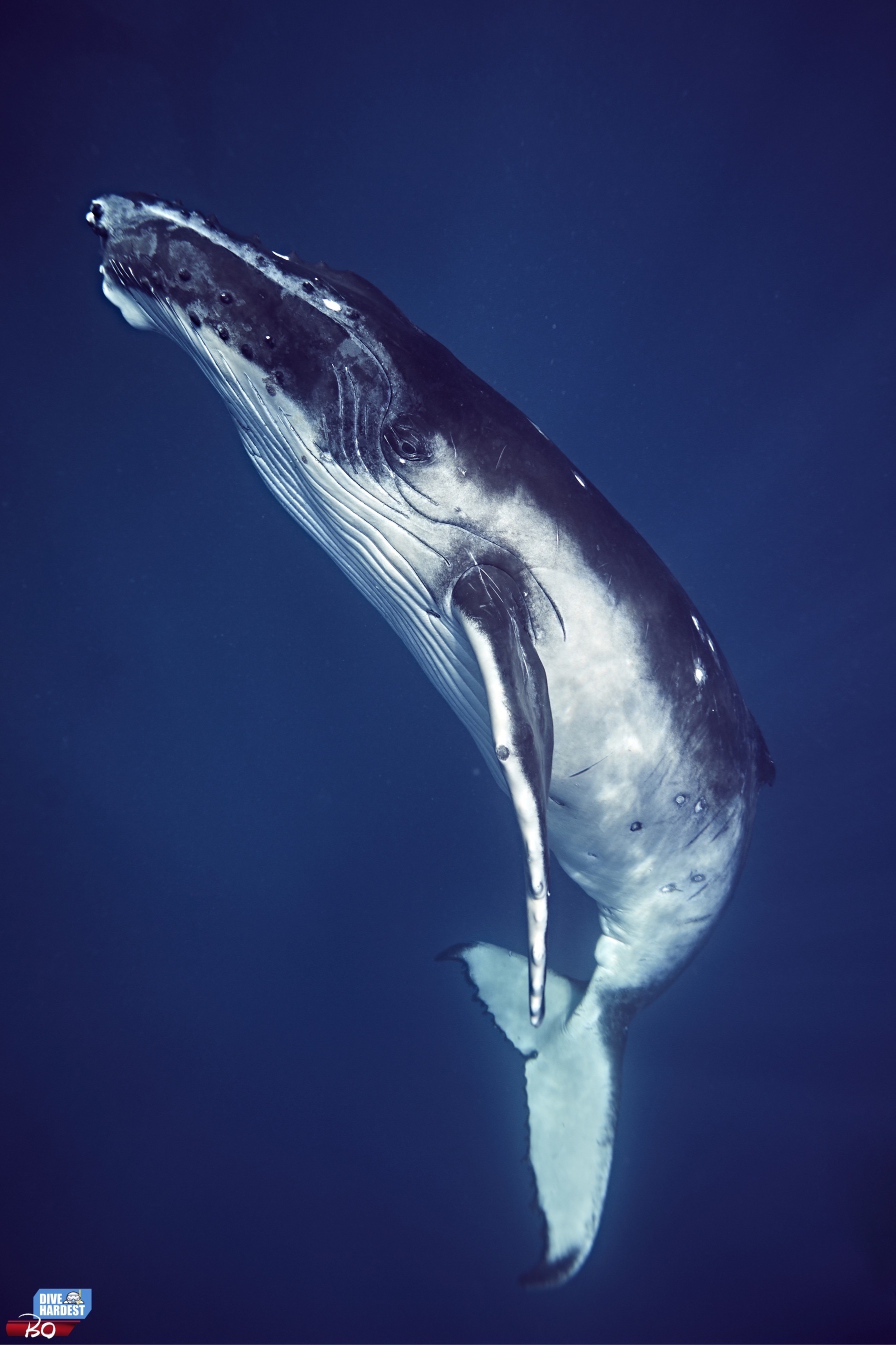 在汤加邂逅大翅鲸母子，真的是太有爱了