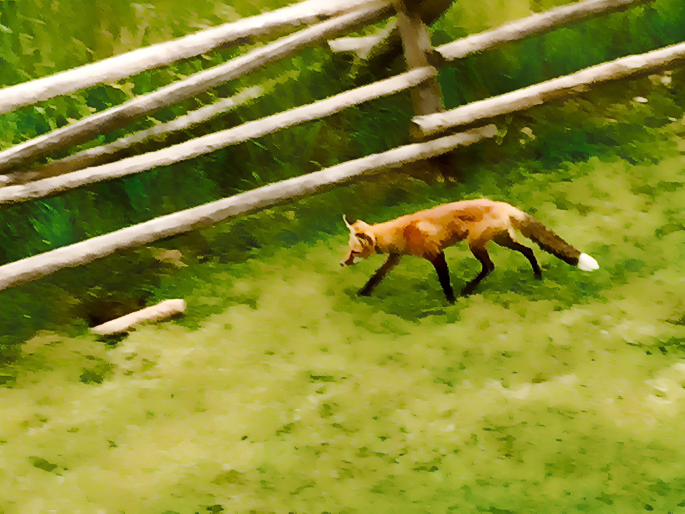 大天空 散步的狐狸