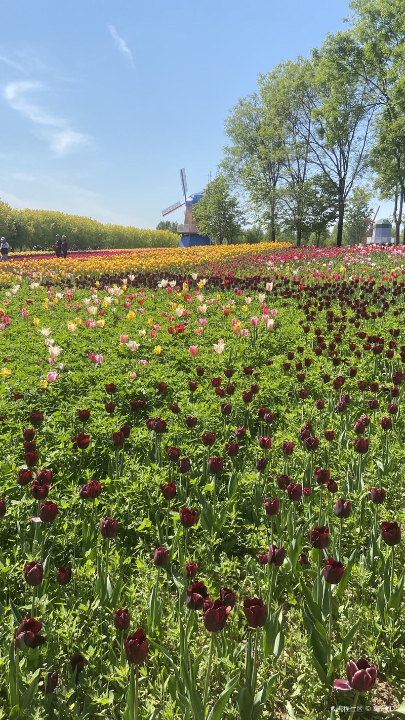 北京国际鲜花港