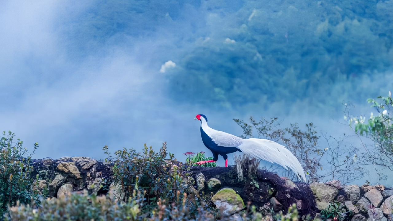 白鹇在云雾缭绕的山林间或展翅飞翔、或驻足流连,一幅幅美景宛若幻境。关注天宝岩国家级自然保护区，关注国