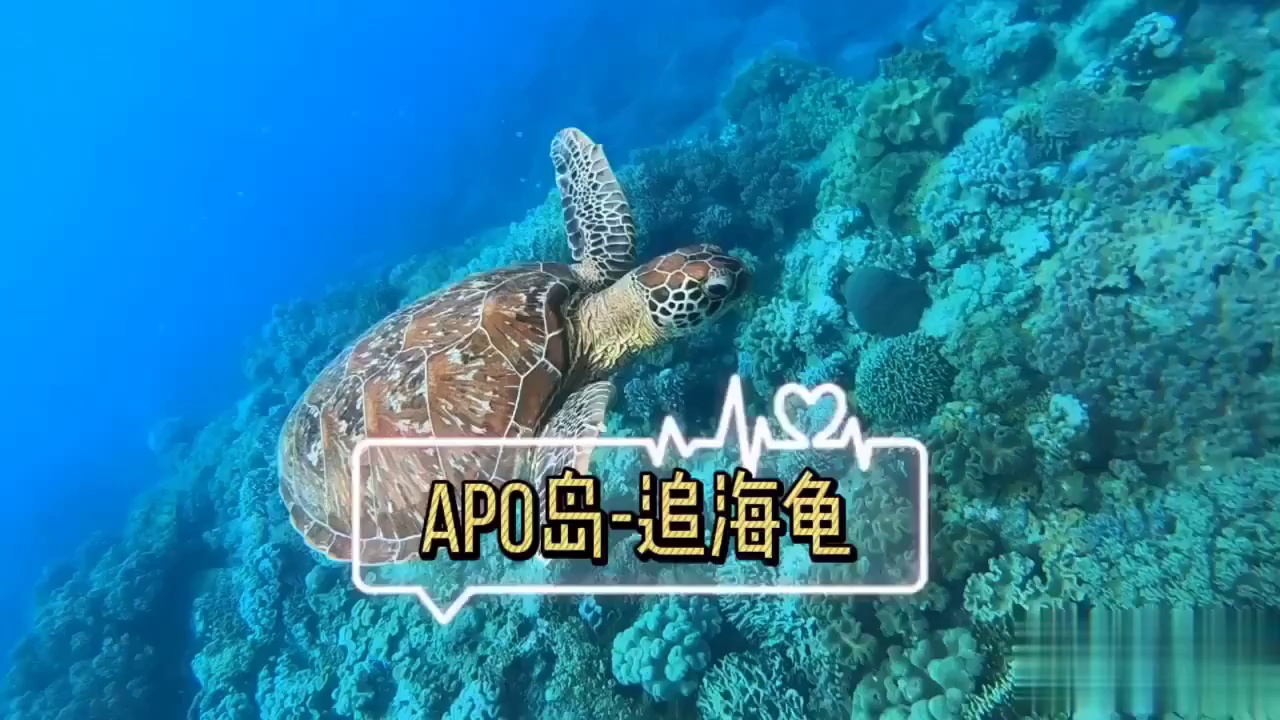 菲律宾｜人均不到150元潜水追海龟～一日游