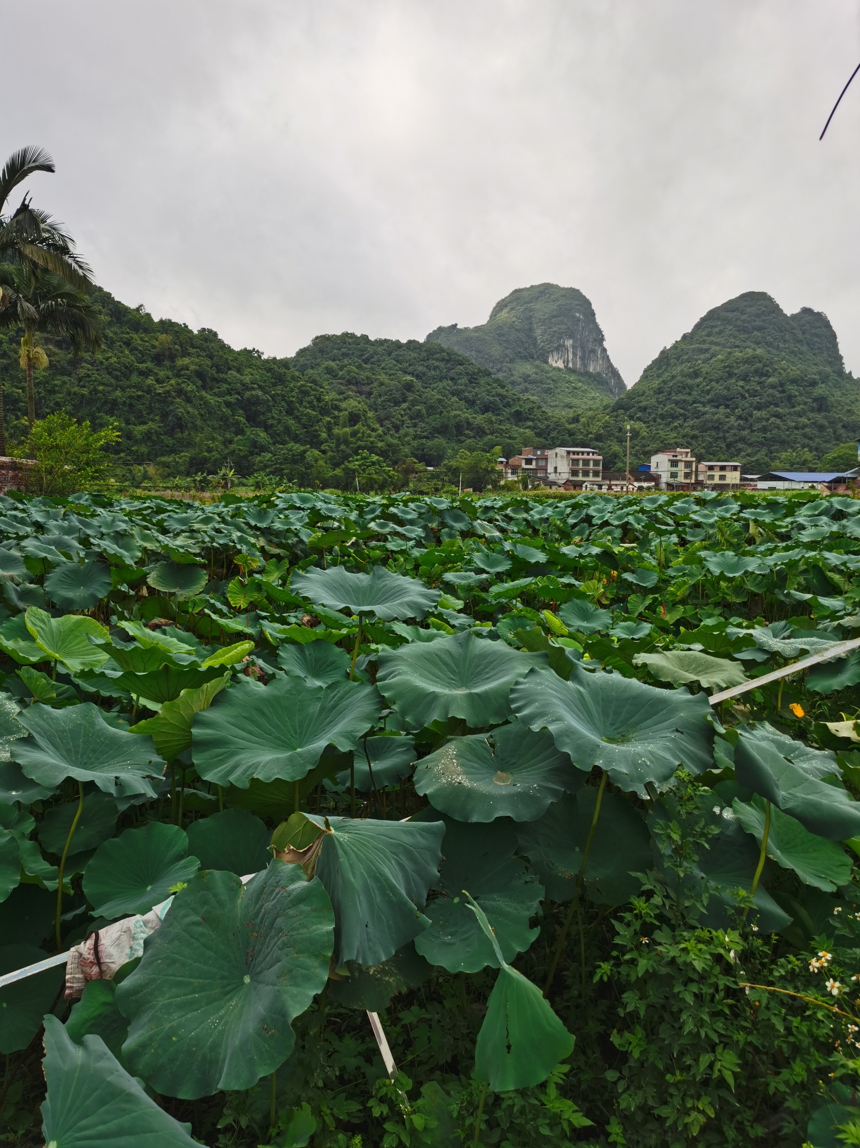 #这里的风景美如画 荷叶一片片