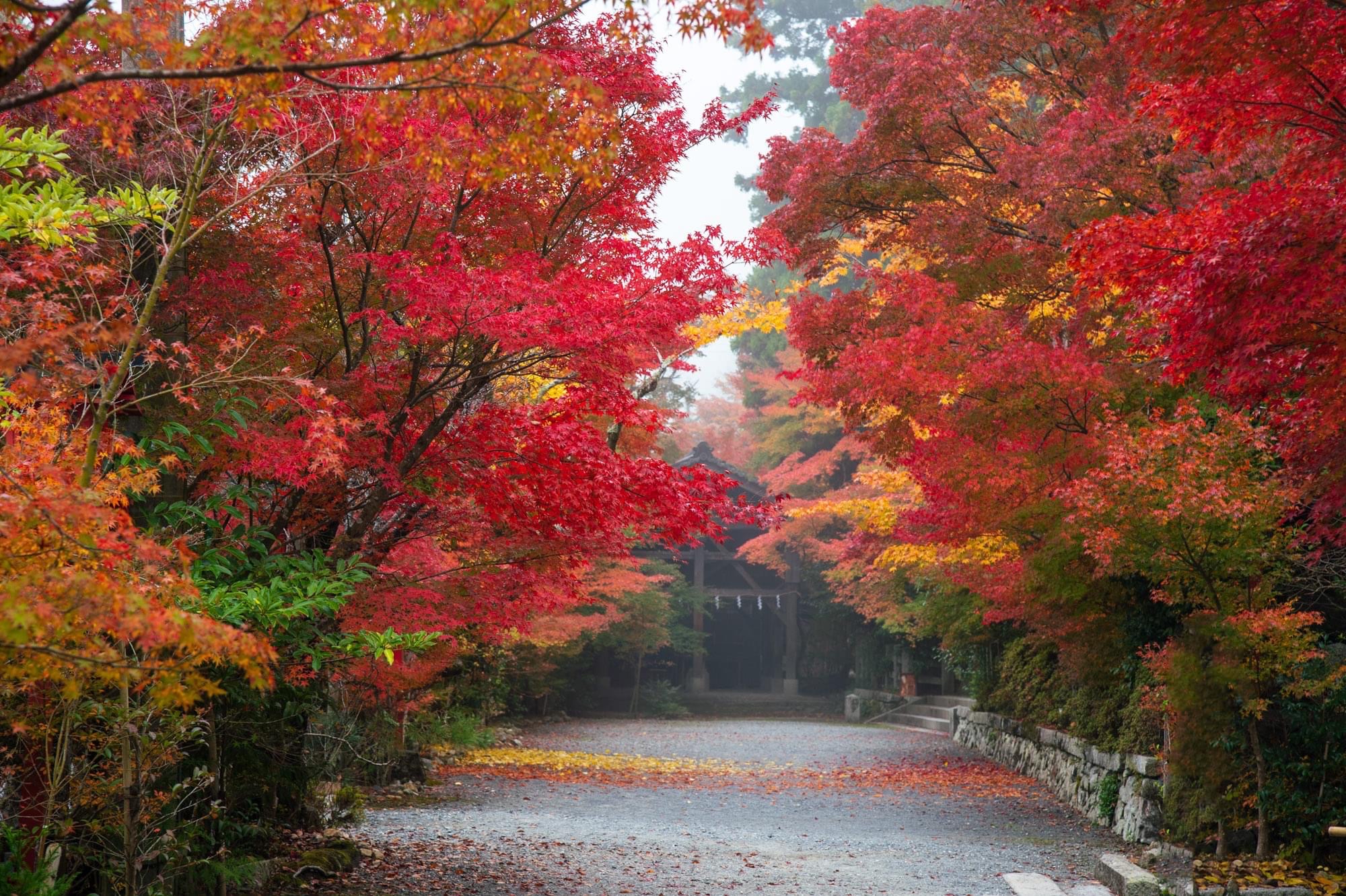 【京都· 锹山神社·雾】