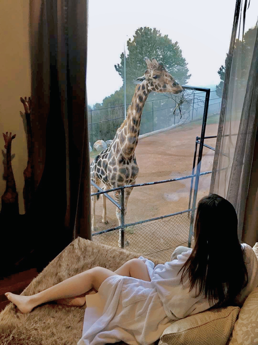 澳洲 | 动物酒店 | 零距离喂长颈鹿🦒|||Jamala Wildlife Lodge（贾马拉野生