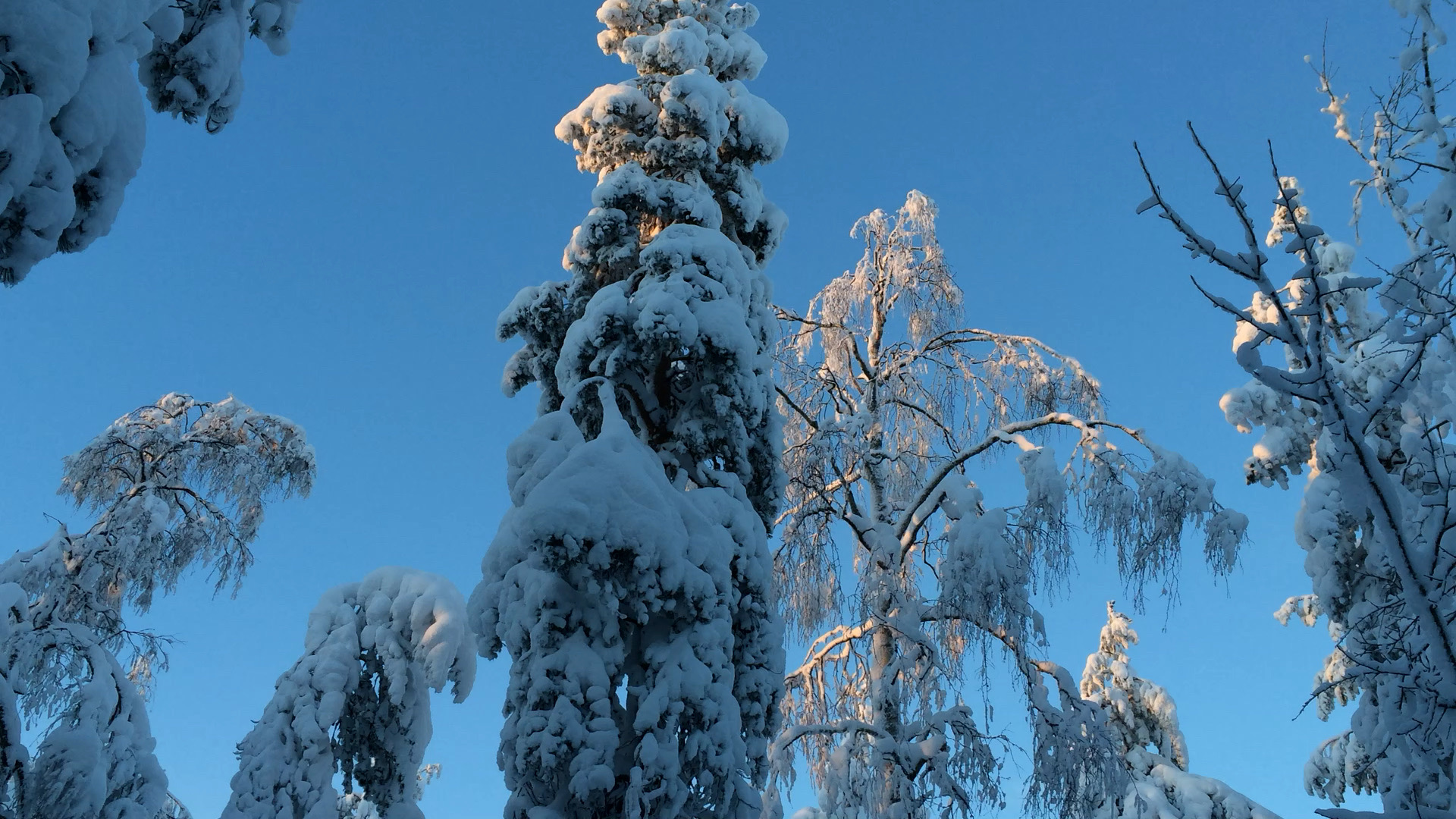 芬兰｜在世界的北端看童话里的圣诞树