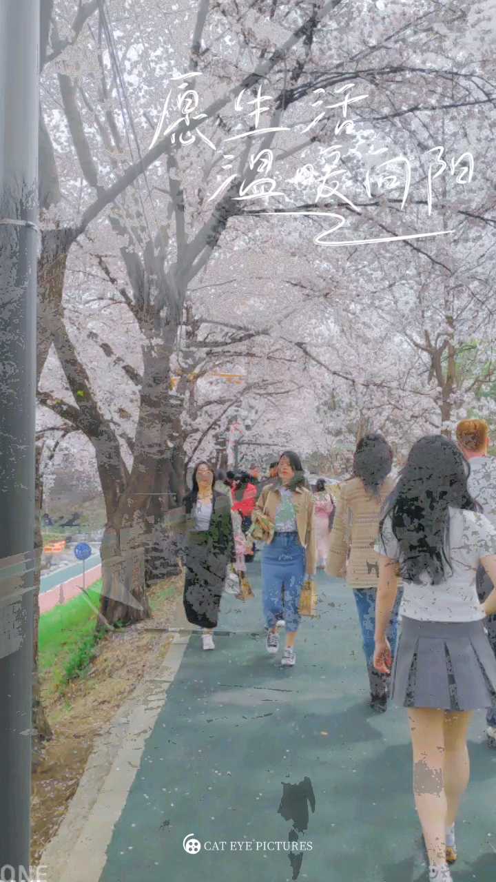 樱花🌸季节，鸟语花香，这个周末与樱花🌸最后的告别 #首尔樱花季节