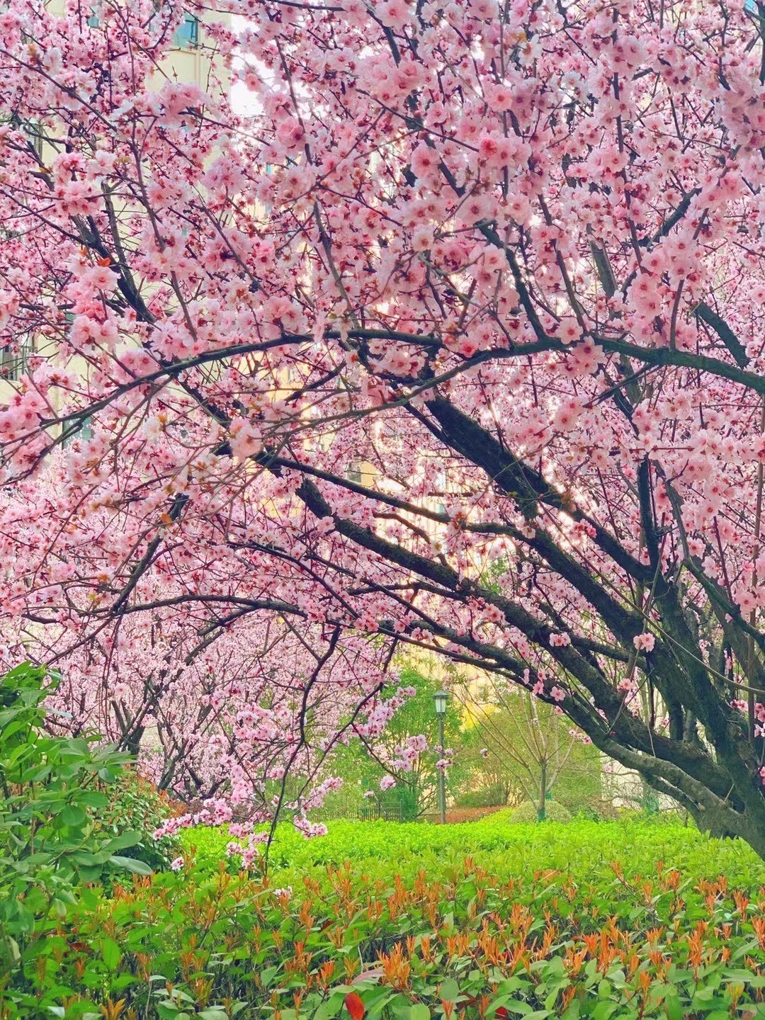 又到了桃花盛开的季节，景色特别美