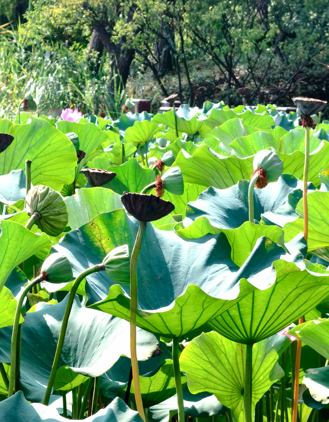 初秋上海|海天湖公园,荷塘秋意初现