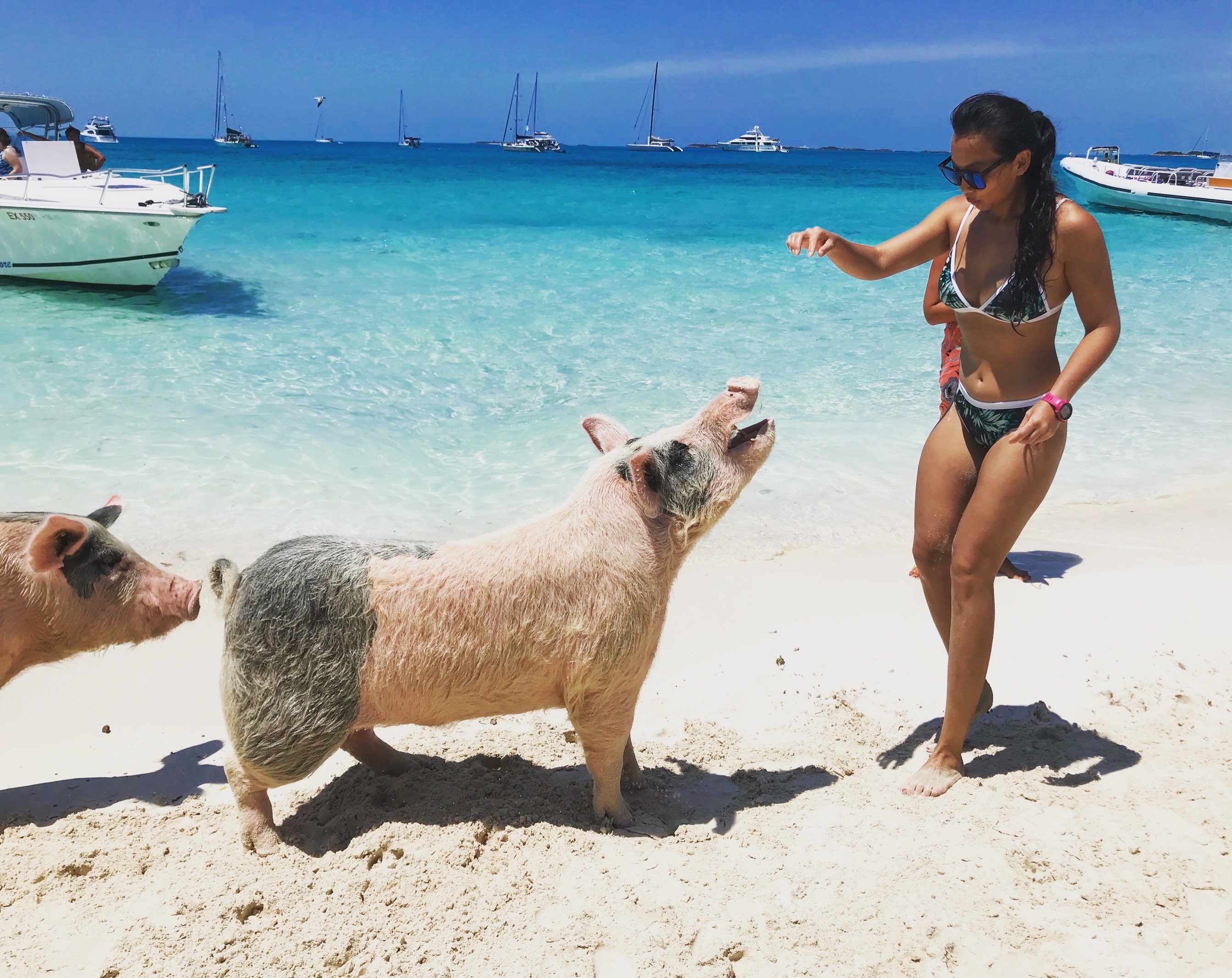 在巴哈马遇见全世界最幸福的猪