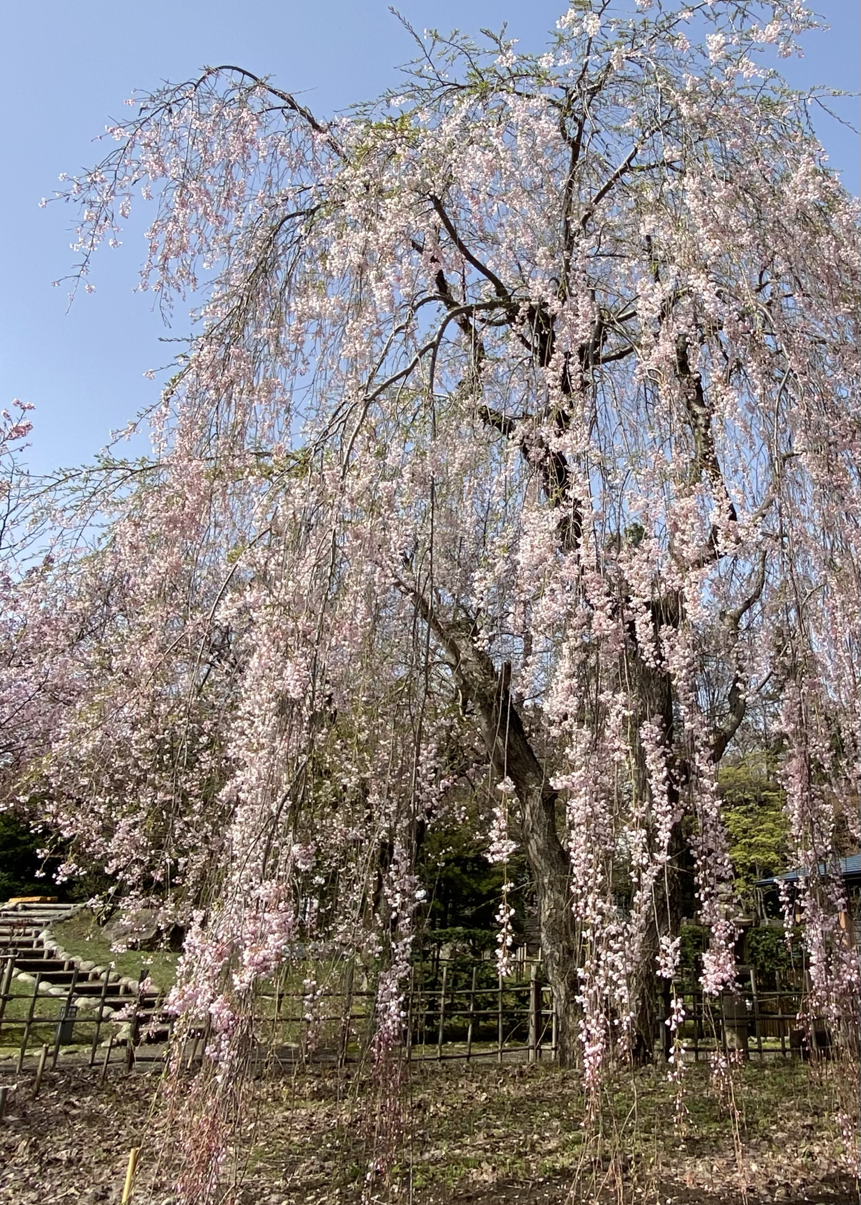 4月21日出发札幌自由行，好巧樱花提前开放，圆山公园、北海道神宫、中岛公园樱花盛开，还寻找看到了中岛