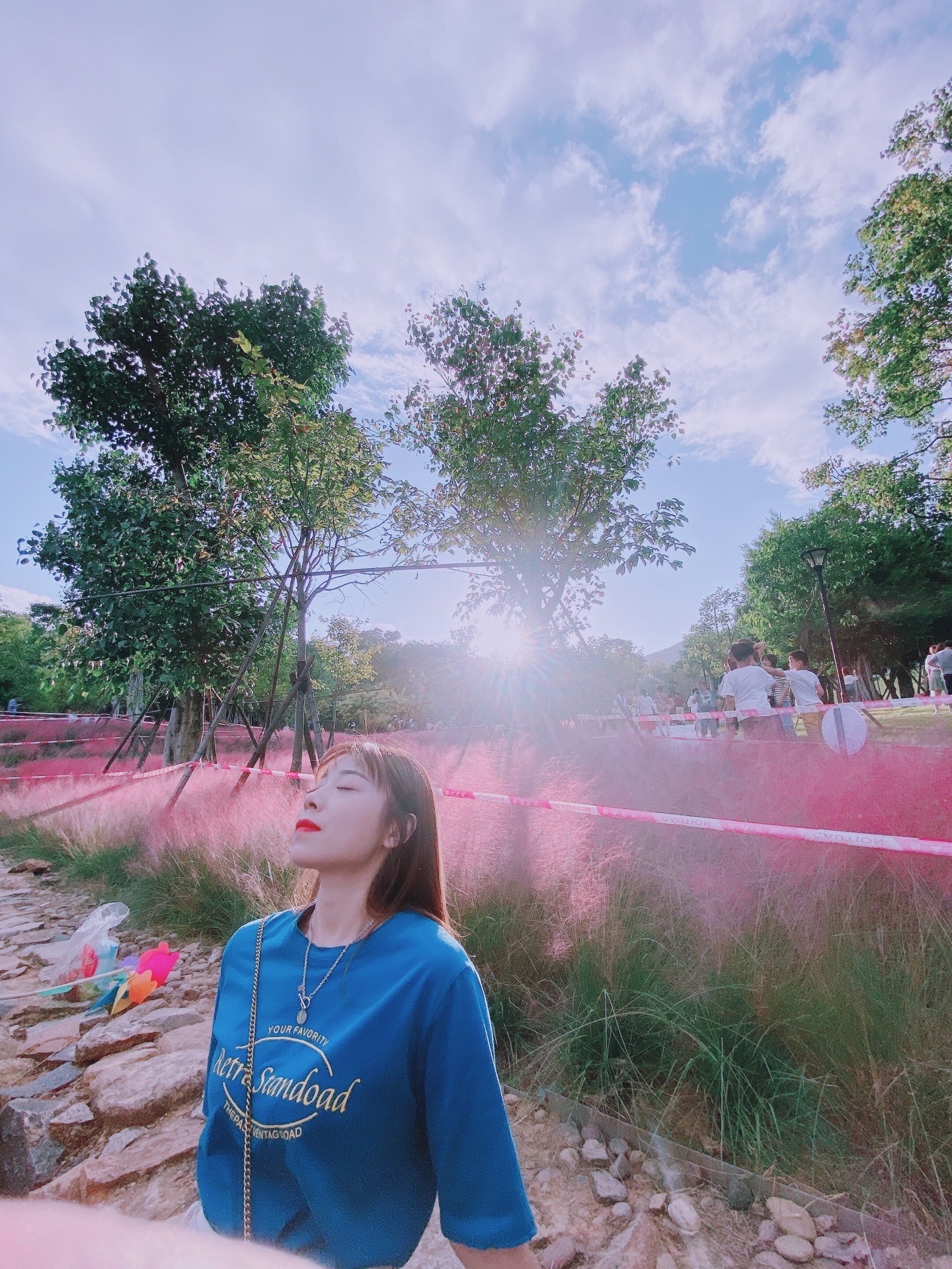 福州赤桥公园的粉黛乱子草，超美！