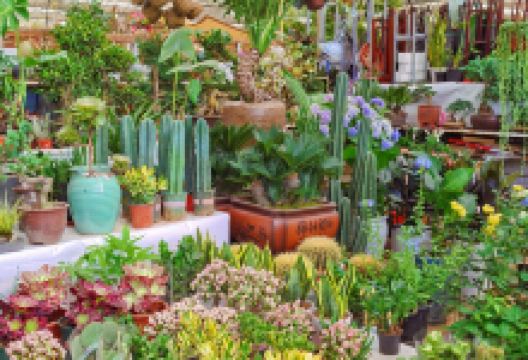 青岛枯桃花卉交易中心购物图片