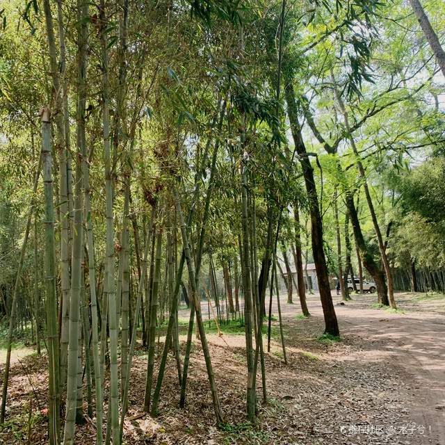 东阳市横店影视取景这片小竹林风景区你去过吗?