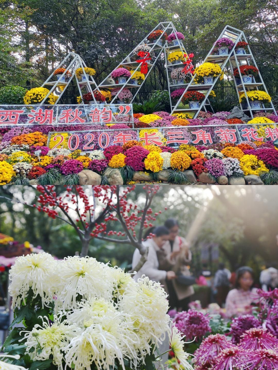秋日杭州植物园赏2020菊花展