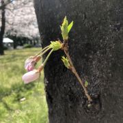 名古屋鹤舞公园攻略 鹤舞公园门票价格多少钱 团购票价预定优惠 景点地址图片 携程攻略 名古屋鹤舞公园攻略 鹤舞公园门票价格多少钱 团购票价预定优惠 景点地址图片 携程攻略