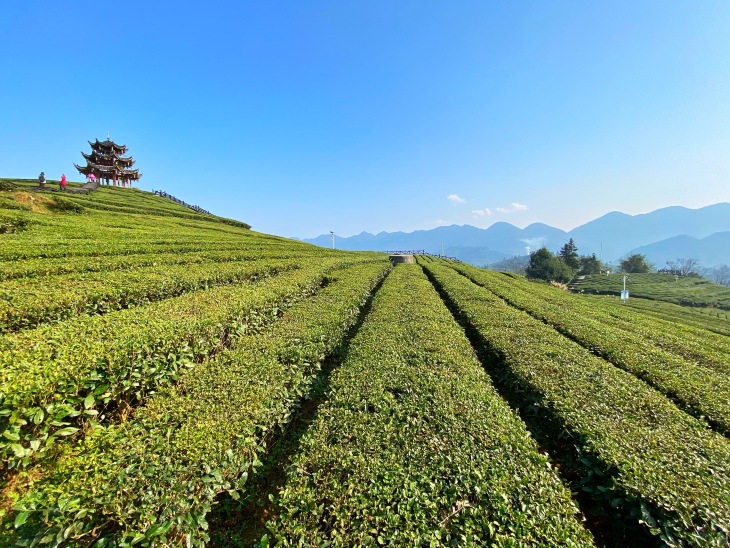 伍家台贡茶(兴隆大道店)