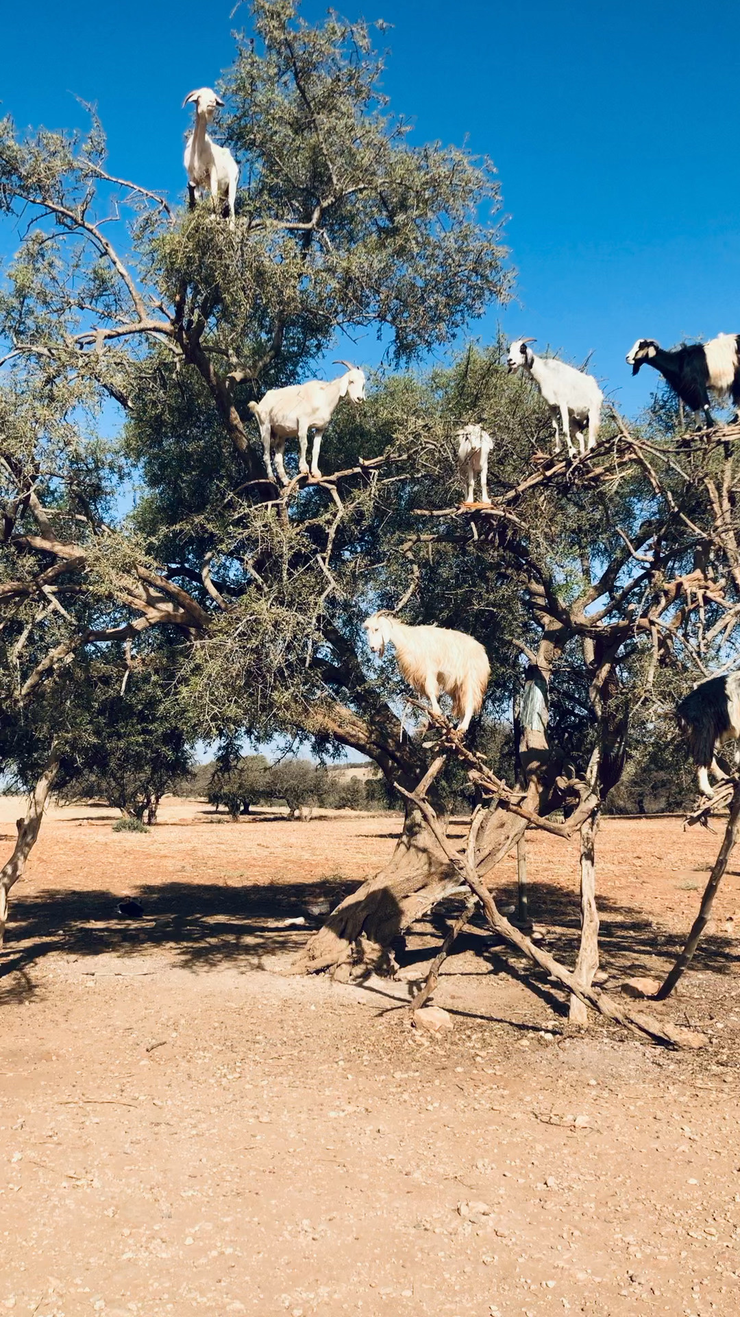 在摩洛哥你可以看到羊上树