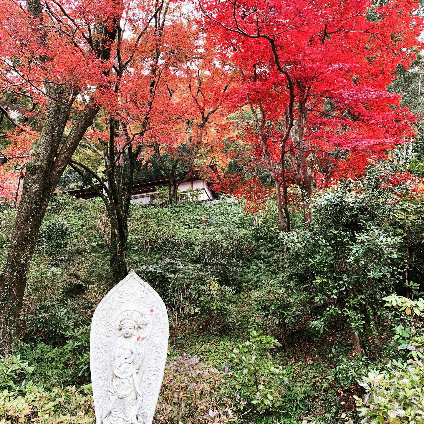 推荐|日本奈良公园周边|小众赏枫游