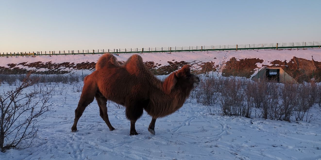 冬天的骆驼