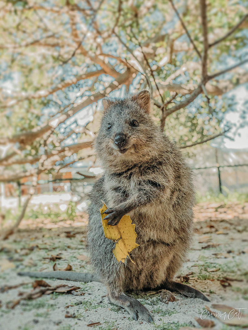 澳洲宝藏小岛它是世上最爱笑的动物
