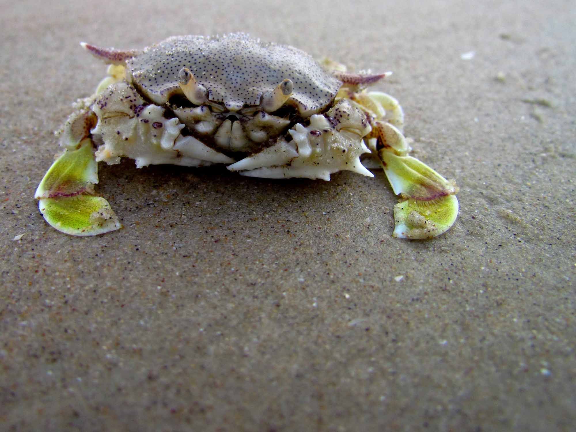 印度洋的脊蟹在沙滩上
