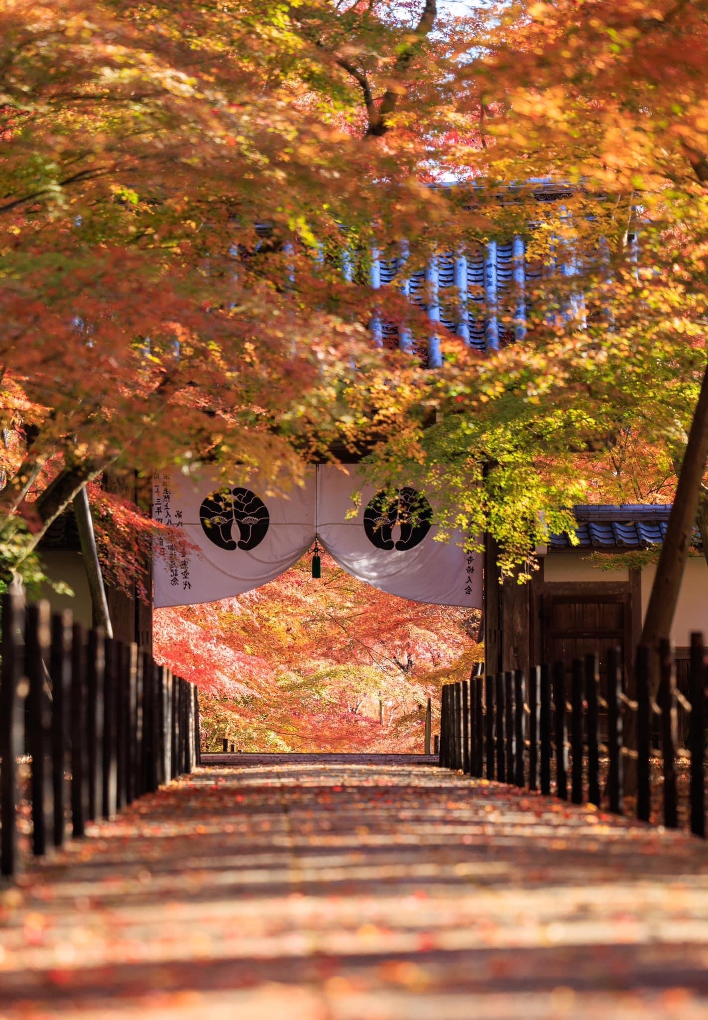 【京都·光明寺（長岡京市)】