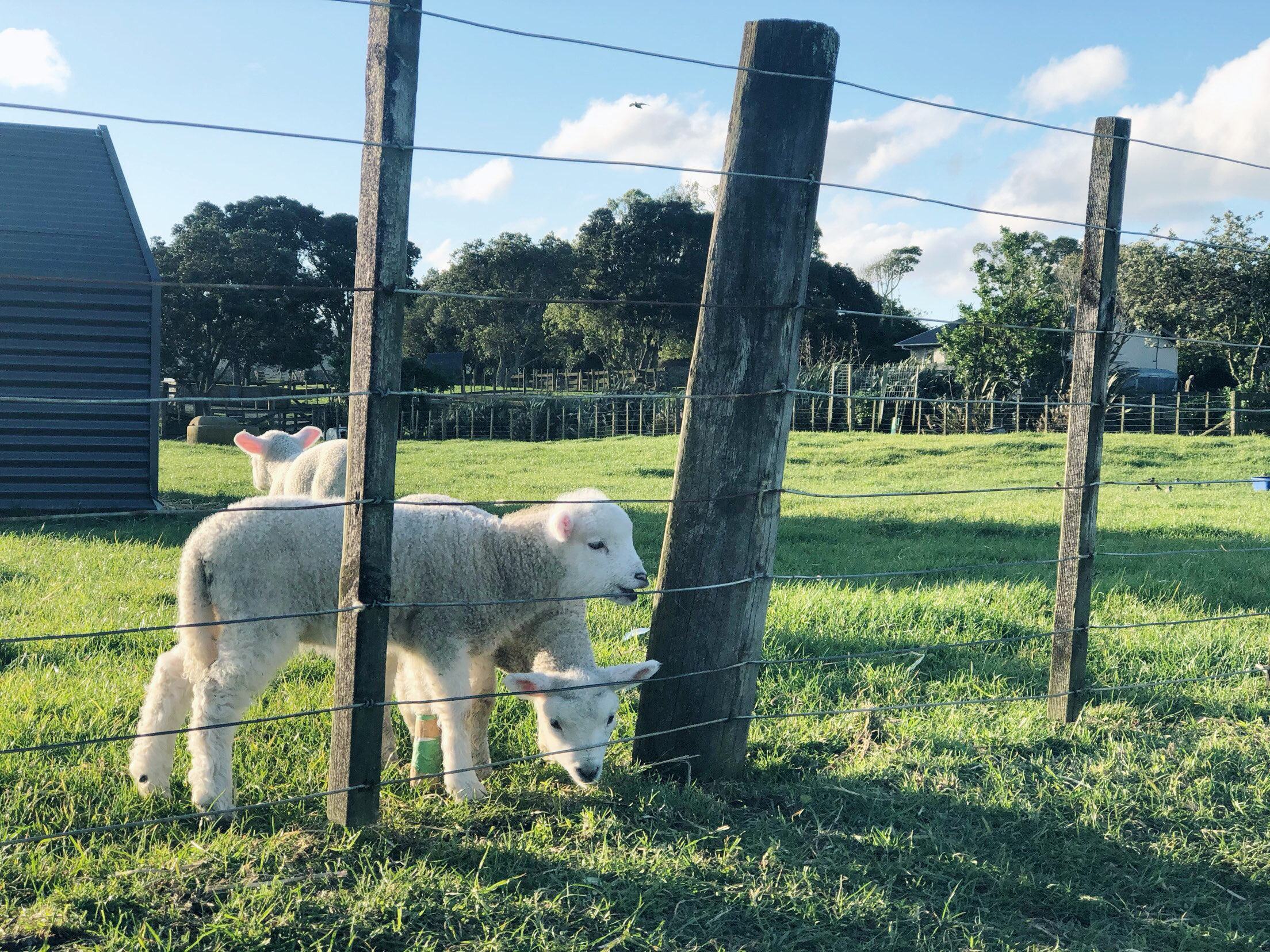 啃栅栏的羊羊.新西兰.2020
