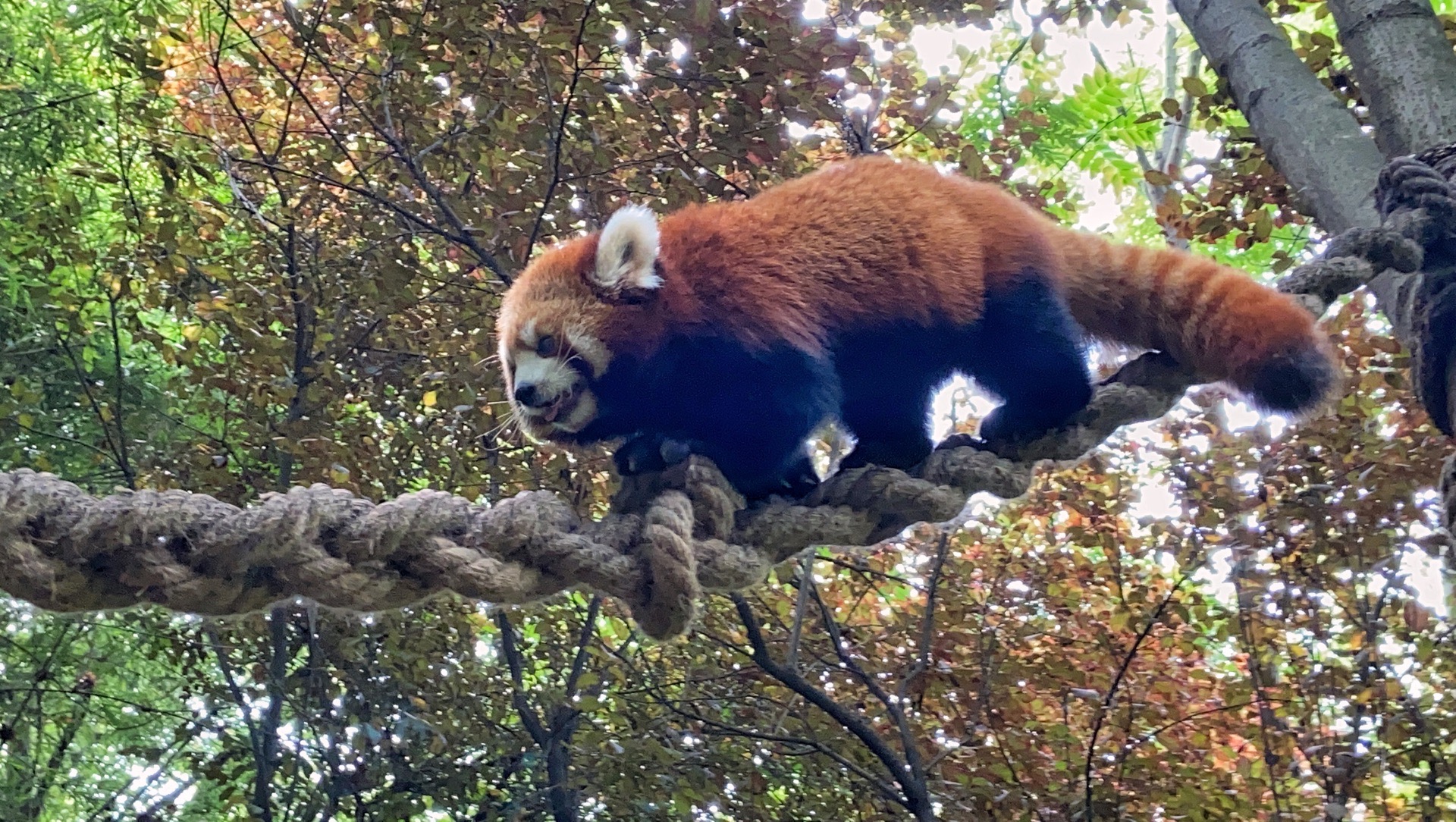 憨憨国宝聚集地｜成都熊猫基地