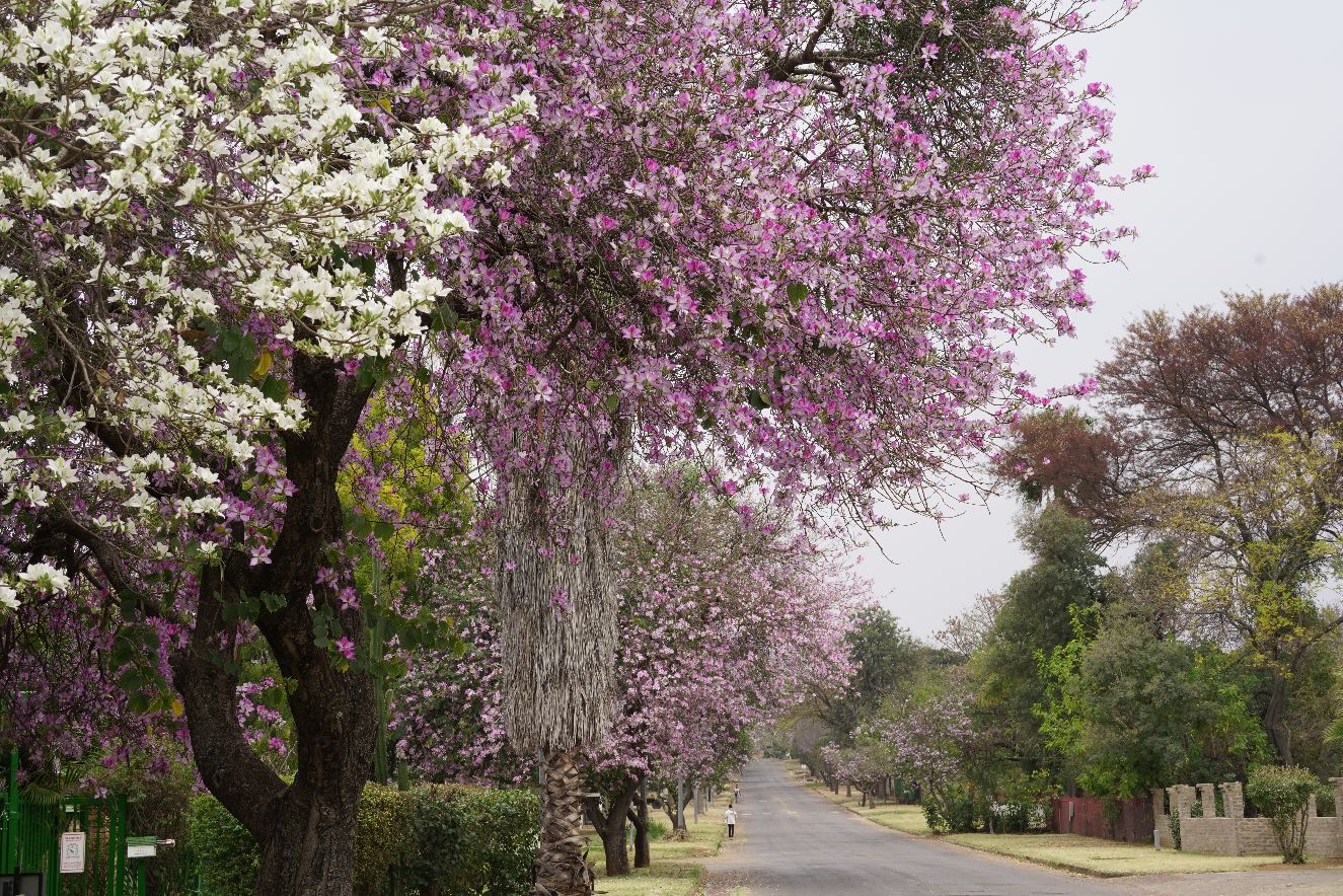 belabela town of South Africa