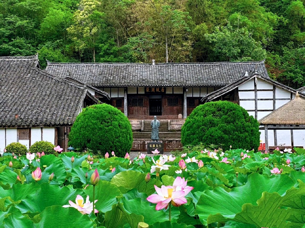 四川南充|这里赏荷花拍照也太棒了吧巨出片！