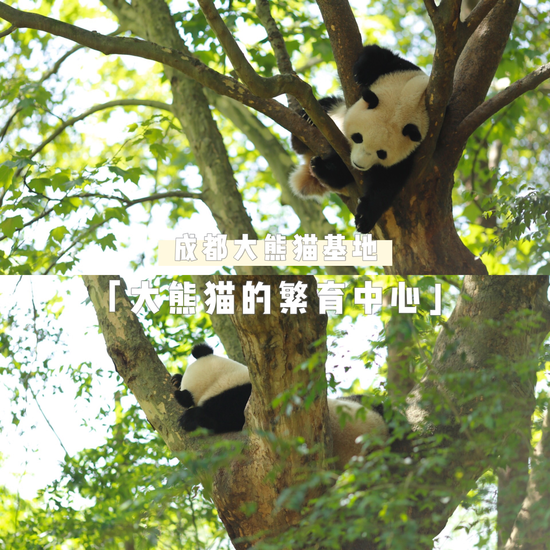 大熊猫冷知识知多少