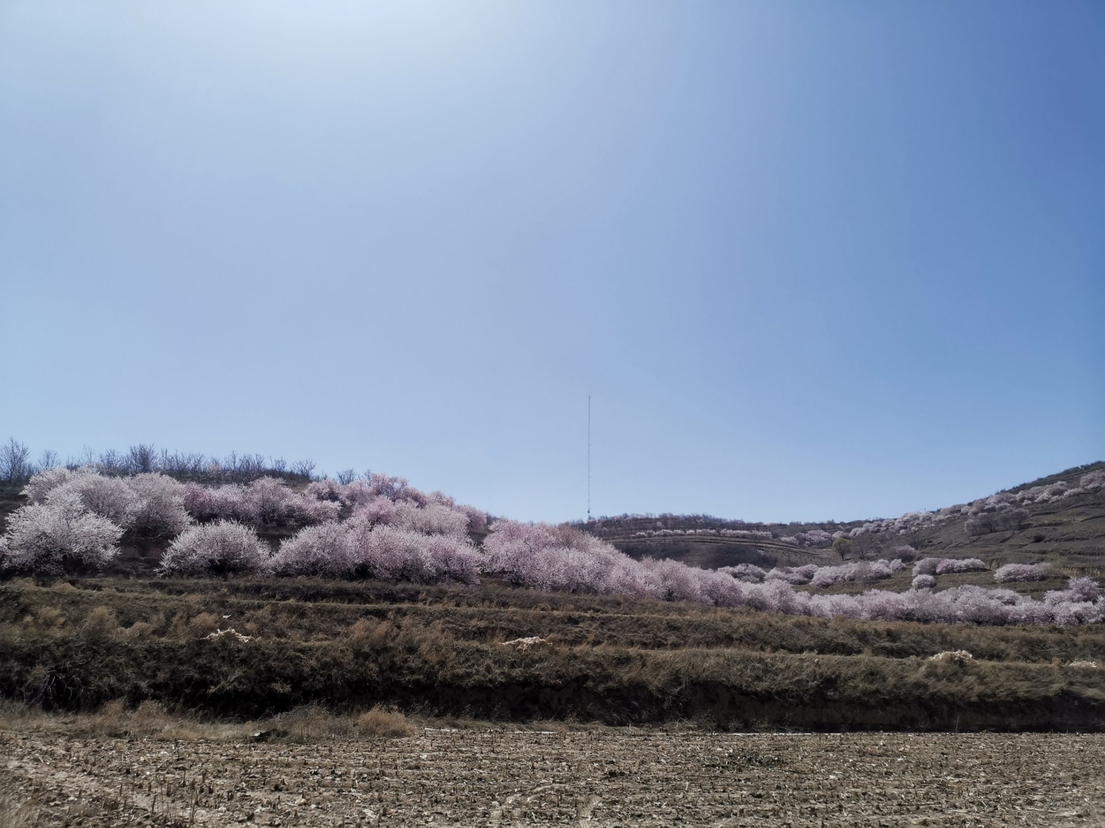 漫山桃花