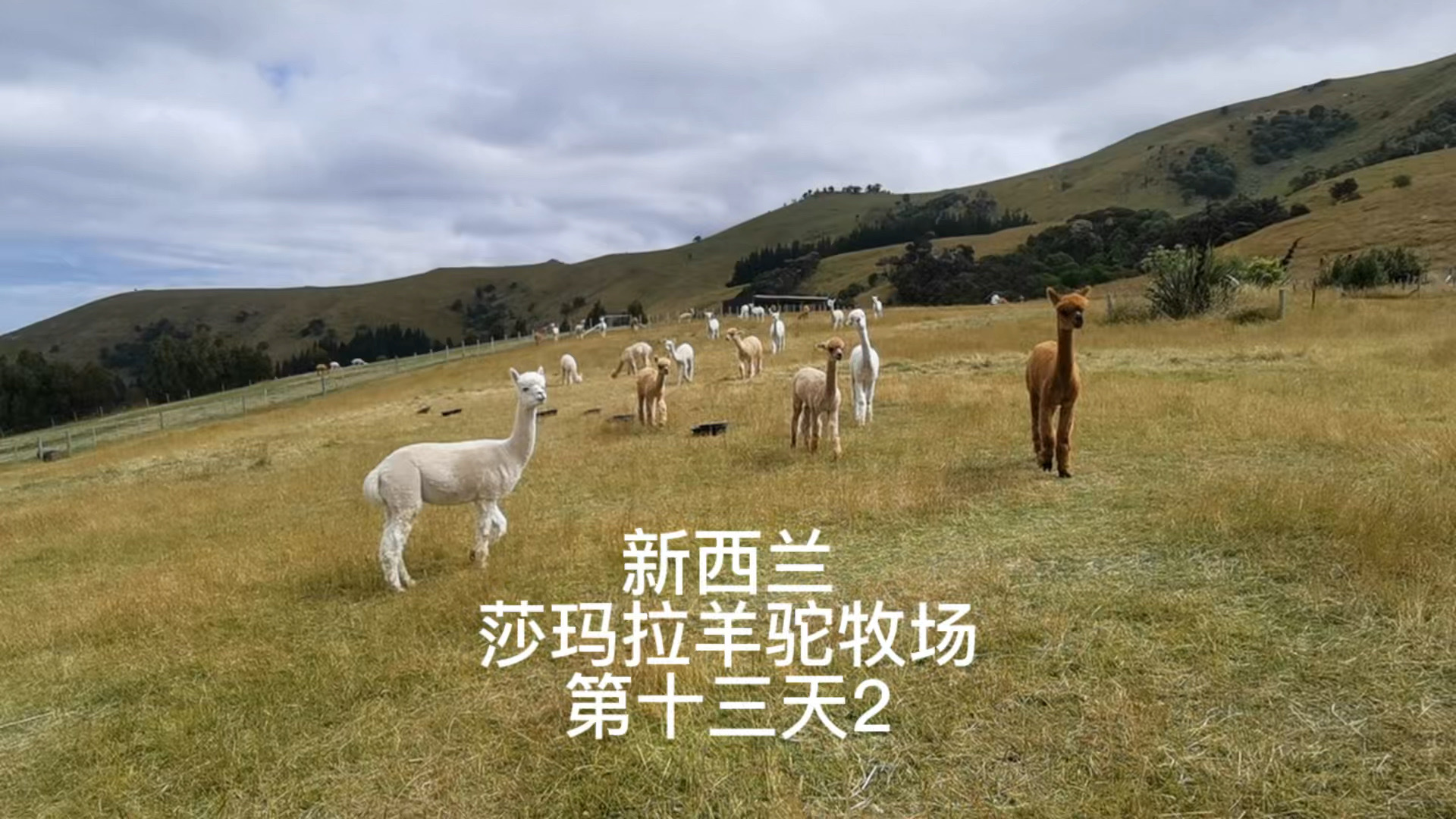 新西兰自驾游-57 莎玛拉羊驼牧场