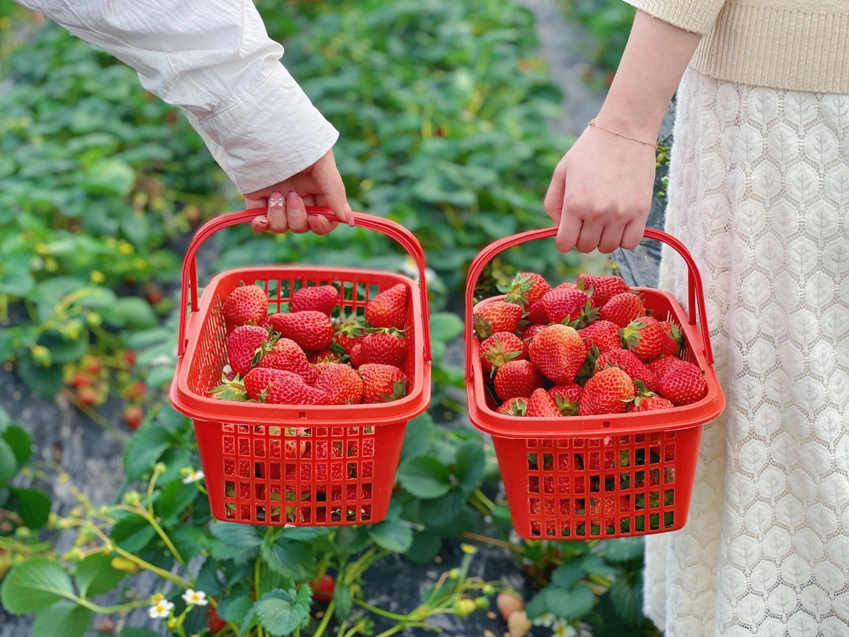 实现草莓自由啦🍓