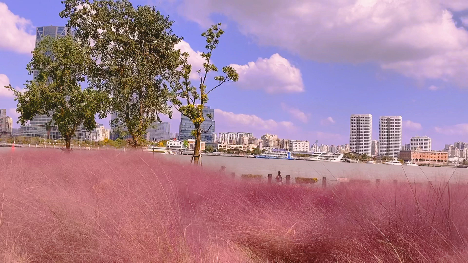 上海的温柔和浪漫滨江路粉黛乱子草