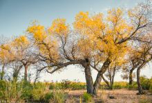 原始胡杨林景点图片