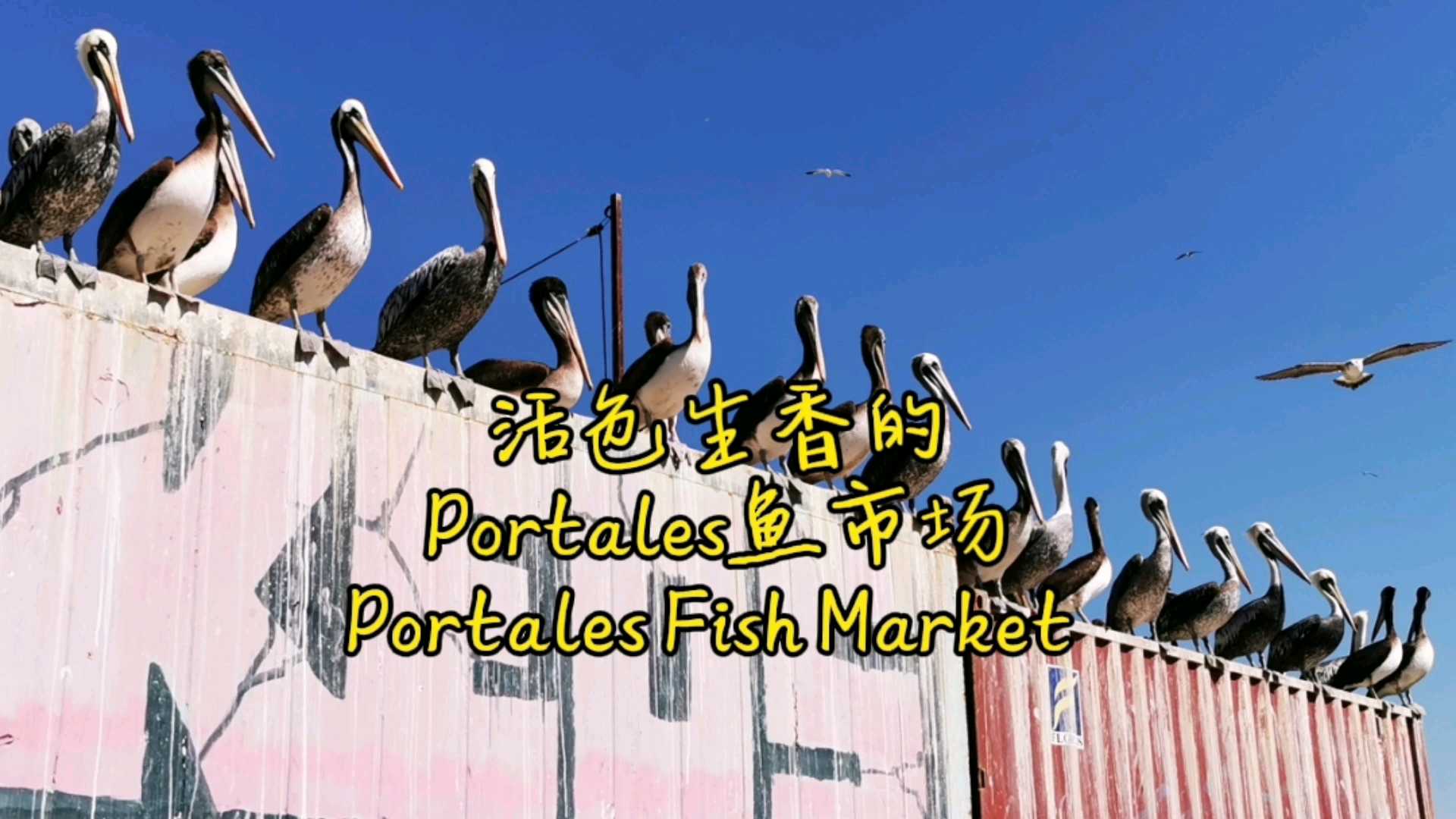 海鲜市场之海狮鹈鹕顾客大家都开饭，Portales，智利