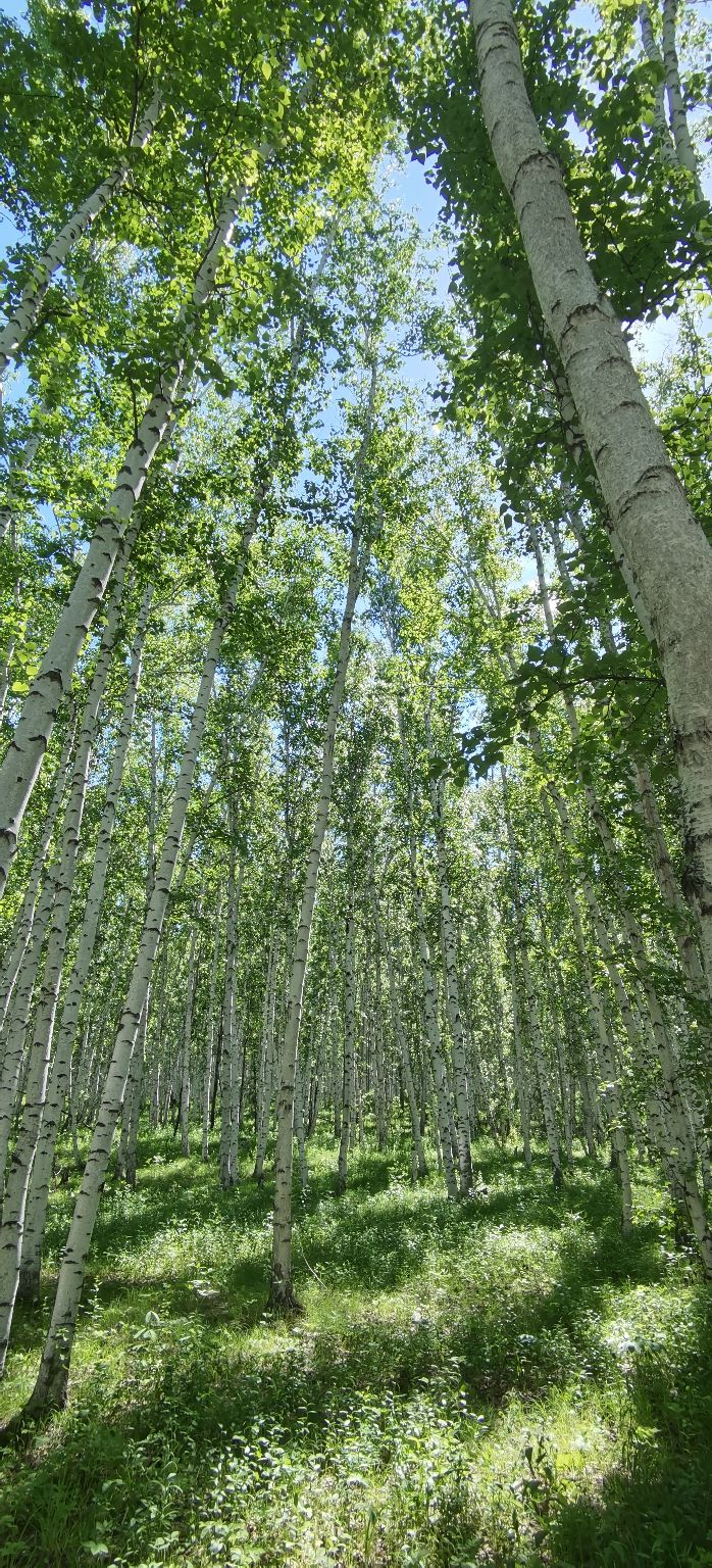 超出心目中的白桦林！悠哉悠哉，走走停停