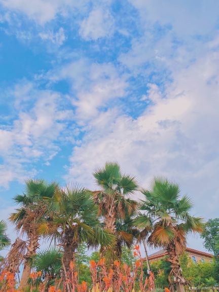 九龙湖公园景点图片