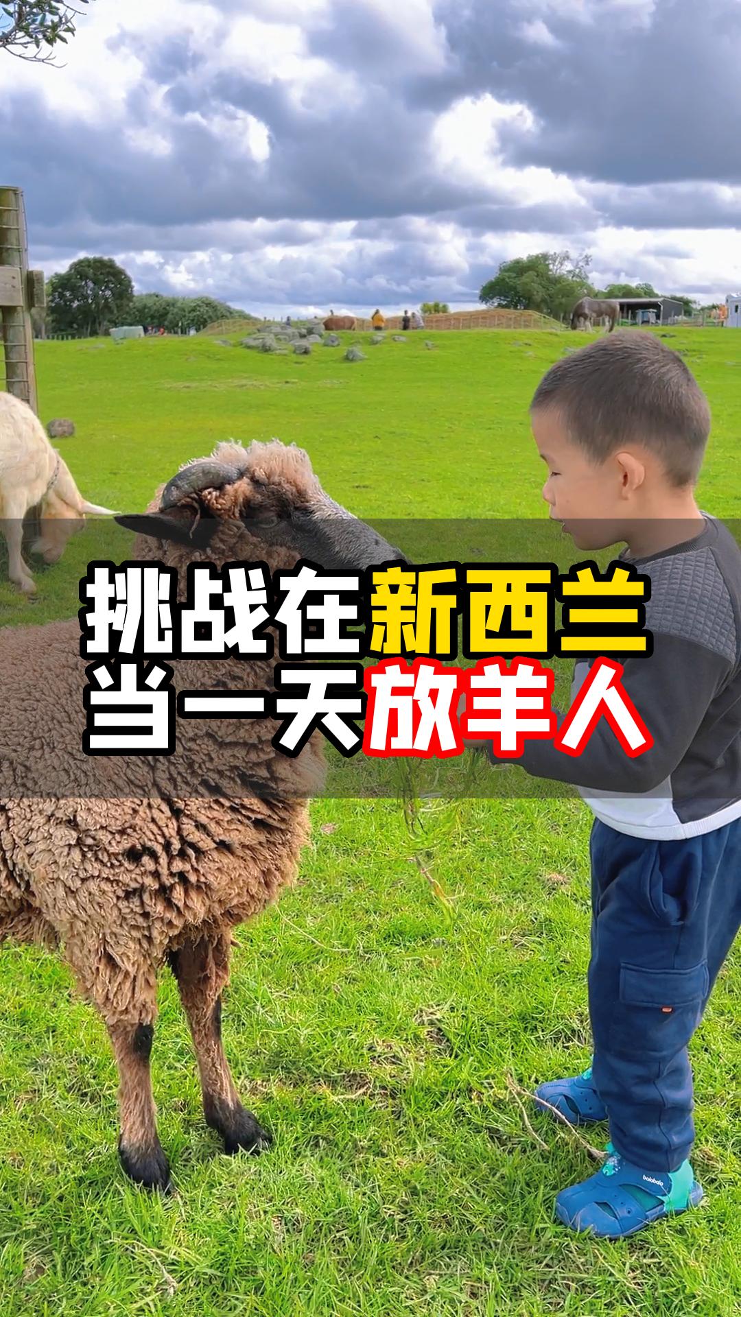 新西兰｜不要在新西兰放羊 我怕你顺手牵羊