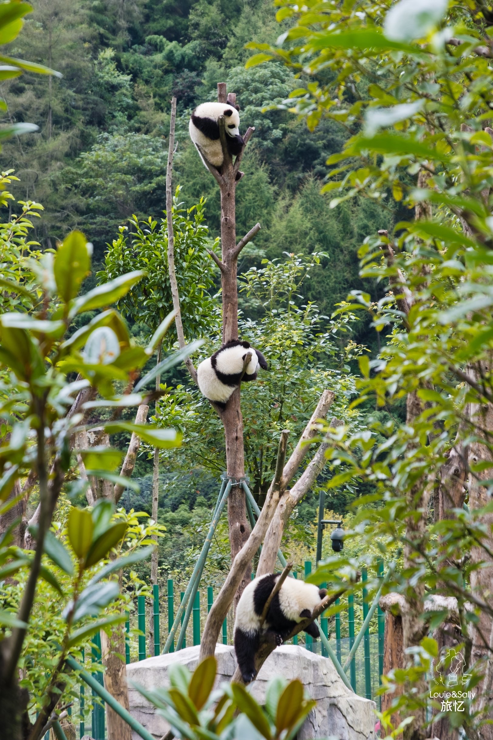 成都旅行｜一小时车程就能看国宝大熊猫