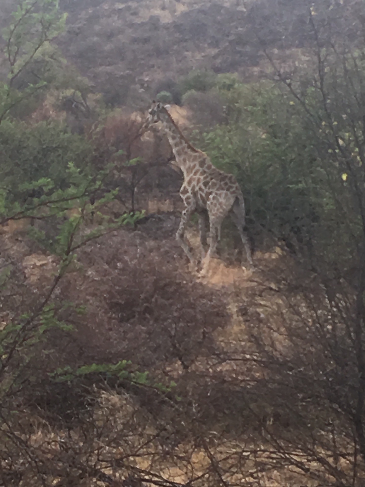 在南非的国家森林公园里，一只高大的长颈鹿正在觅食，我们近距离拍摄了它的一举一动。